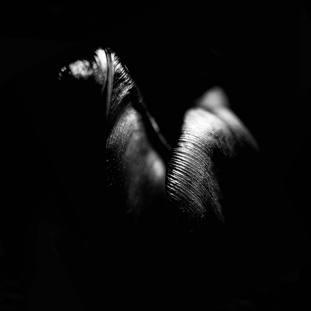 a closeup to the tulip petal black & white