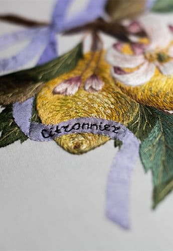 Citronnier