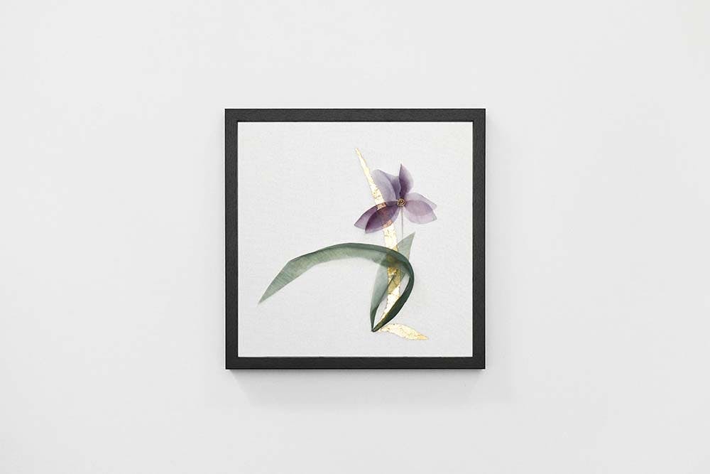 a framed work with silk iris flower