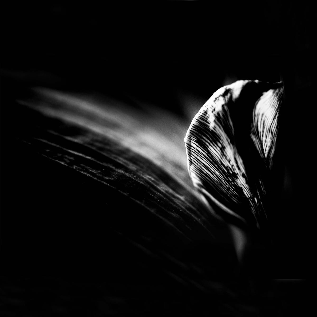 a fallen petal of a died tulip closeup black & white