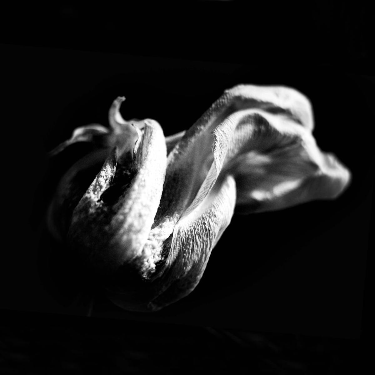 a photograph of tulip flower bud dried
